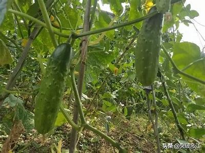 优质黄瓜种植技巧与视频教程，轻松掌握家庭种植方法