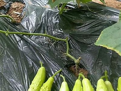 精彩黄色黄瓜视频：揭秘色彩缤纷的健康美食制作过程