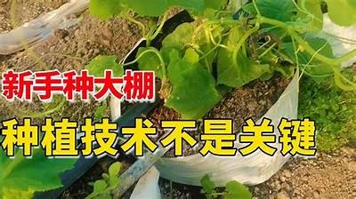 大棚黄瓜高产种植技巧视频，教你轻松达成目标丰收！