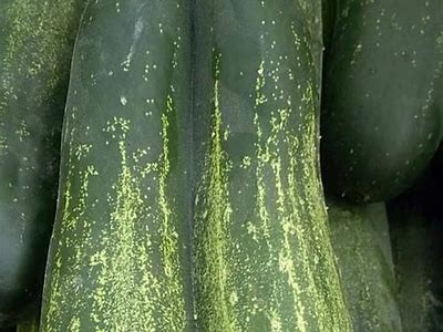 精彩黄瓜视频：趣味短片与种植技巧分享