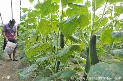 “黄瓜直播视频分享：种植技巧与健康食谱推荐”