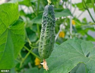 精彩黄瓜视频合集：从种植到美味料理，一网打尽黄瓜的魅力