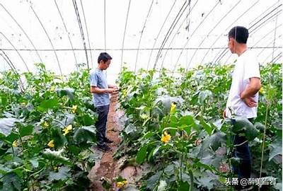 精彩黄瓜视频合集：种植技巧、食谱分享与创意料理