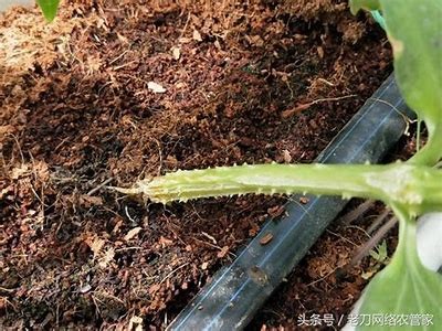 大棚黄瓜种植技巧全攻略，让你轻松收获丰盈