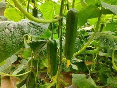 精彩黄瓜直播：新鲜农产品的种植与美味食谱分享