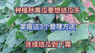 黄瓜种植技巧分享：直播教你轻松掌握种植要点