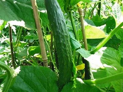 “大棚黄瓜种植全攻略：从选种到栽培的实用技巧分享”