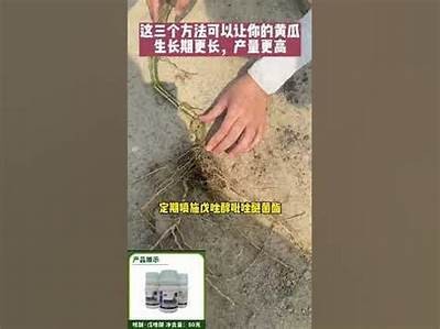 揭秘如何种植高产黄瓜，这些技巧让你一次成功！