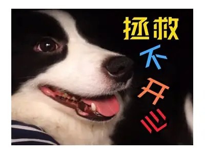 “黄瓜视频：带你领略生活中的趣味与创意视频”
