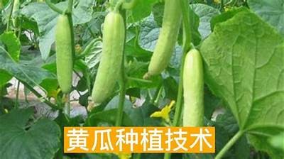 安装黄瓜视频的详细步骤与注意事项分享