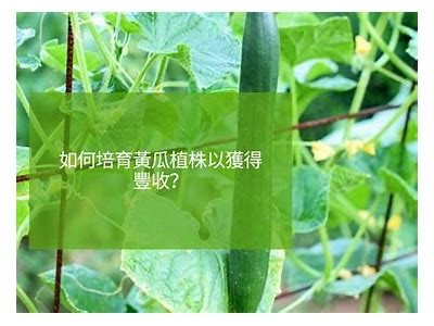 如何高效种植和管理黄瓜，获取丰收秘诀